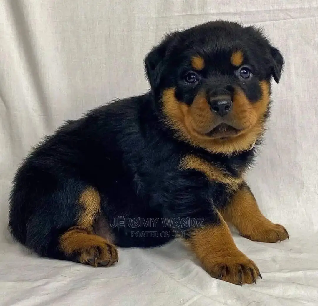 1-3 months Male Purebred Rottweiler