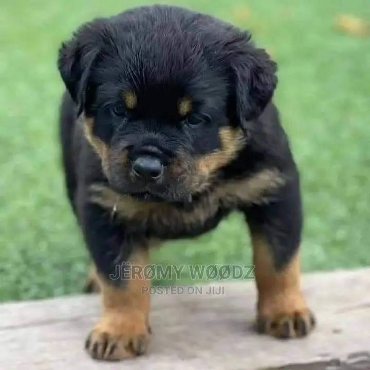 1-3 months Male Purebred Rottweiler