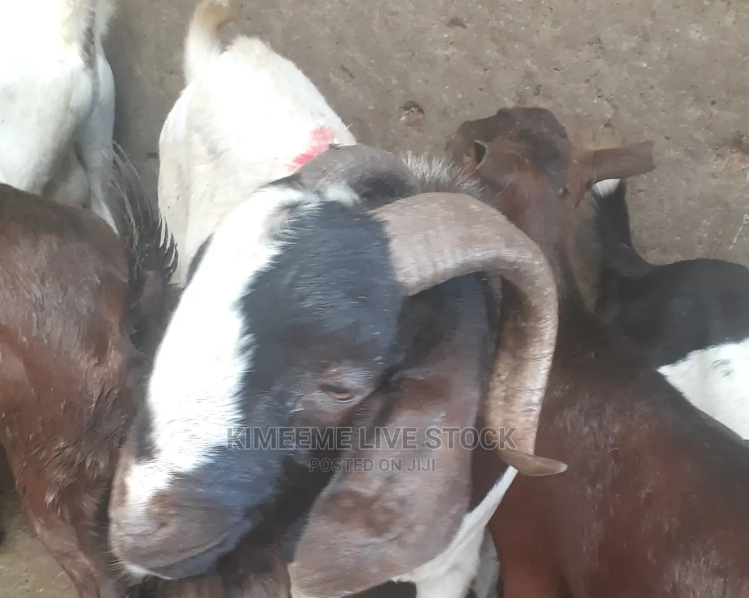 Male Goats High Quality