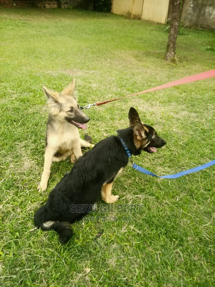 3-6 months Male Purebred German Shepherd