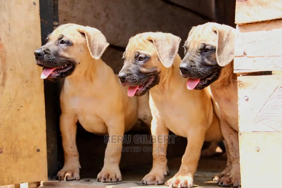 3-6 months Male Purebred Boerboel