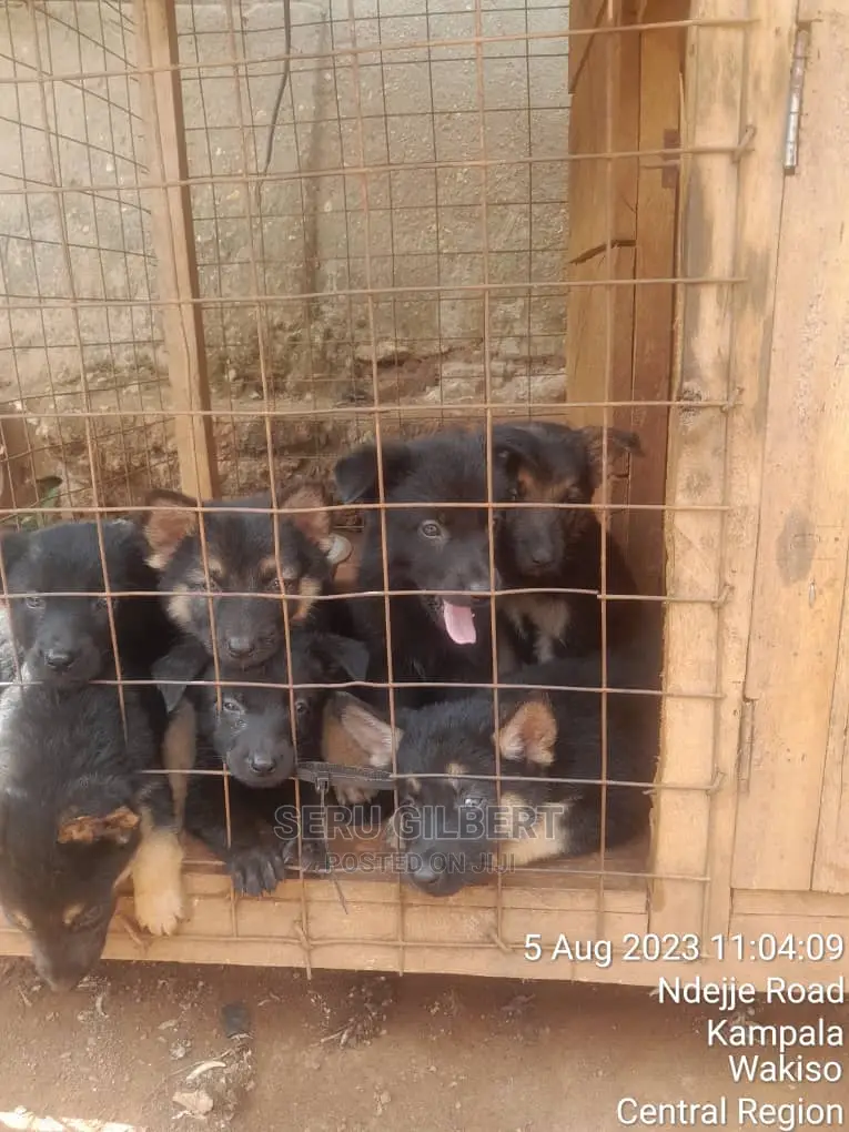 0-1 month Male Purebred German Shepherd