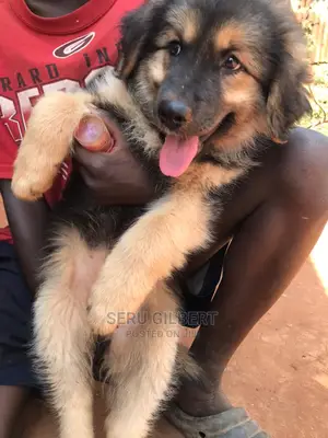 1-3 months Male Purebred German Shepherd