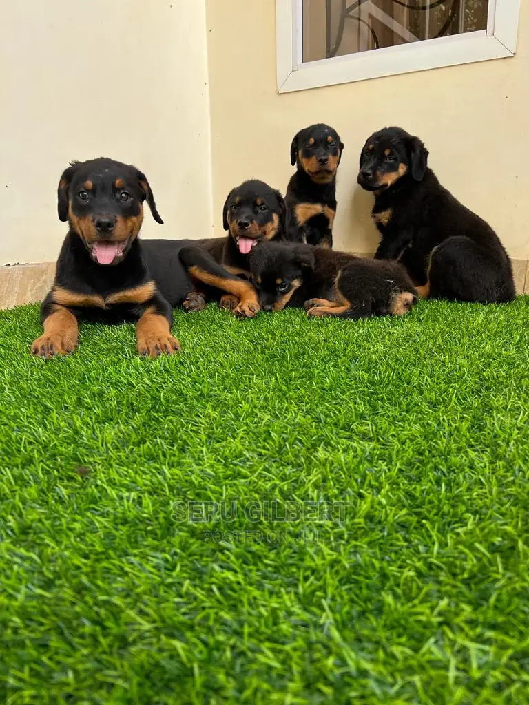 1-3 months Male Purebred Rottweiler
