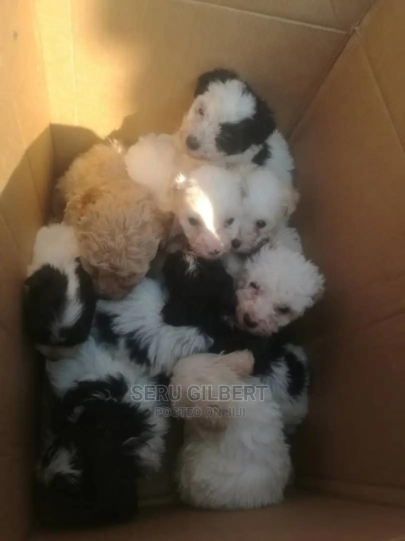 1-3 months Male Purebred Maltese