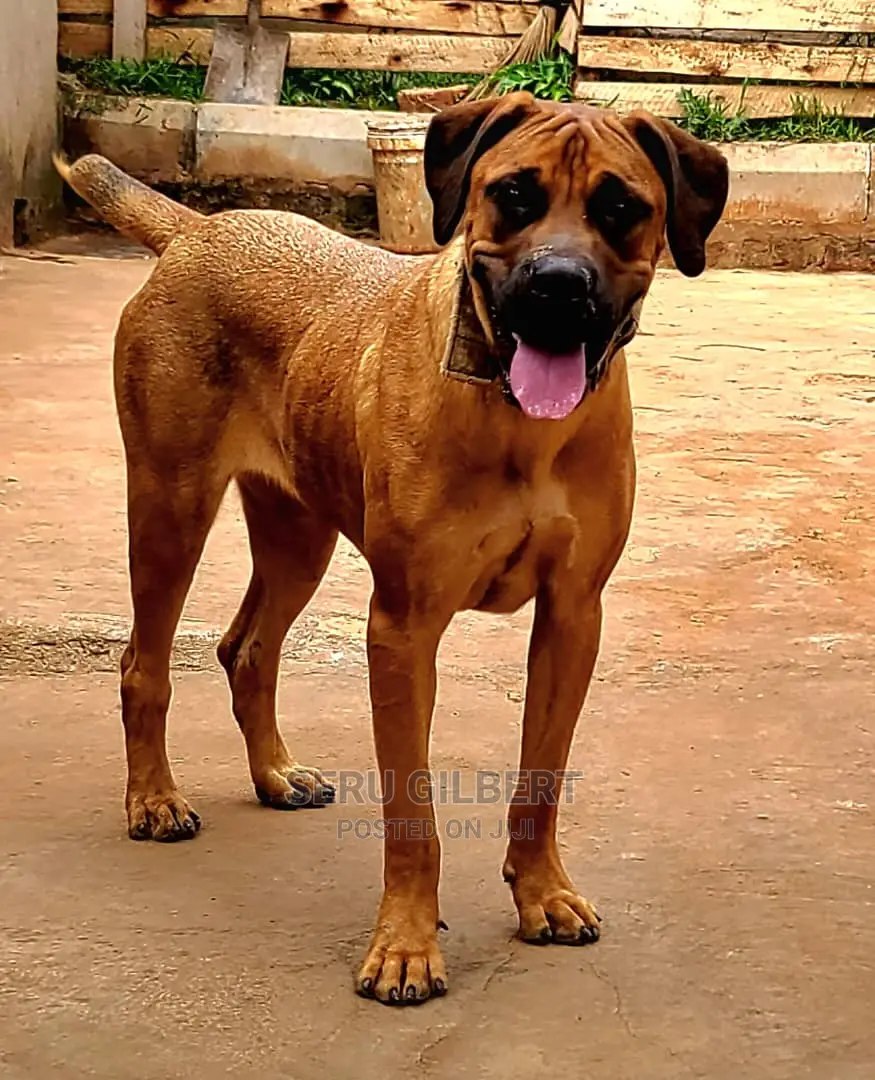 6-12 months Male Purebred Boerboel