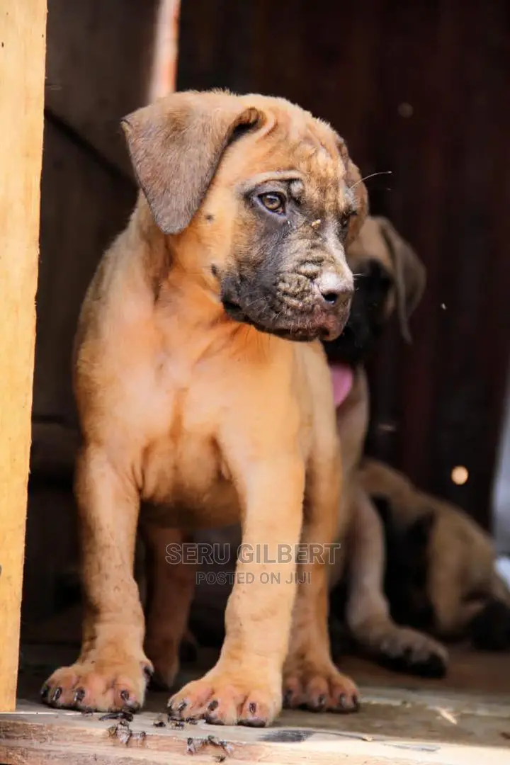 1-3 months Male Purebred Boerboel