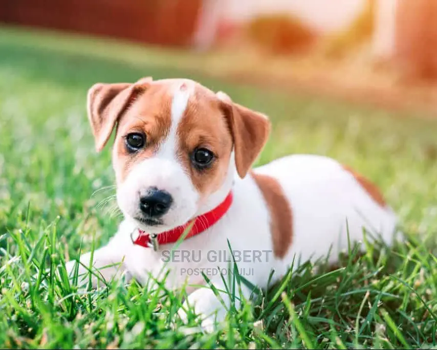 1-3 months Male Purebred Jack Russell Terrier