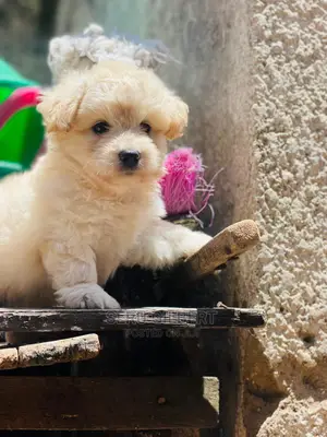 Photo - 1-3 months Male Purebred Maltese