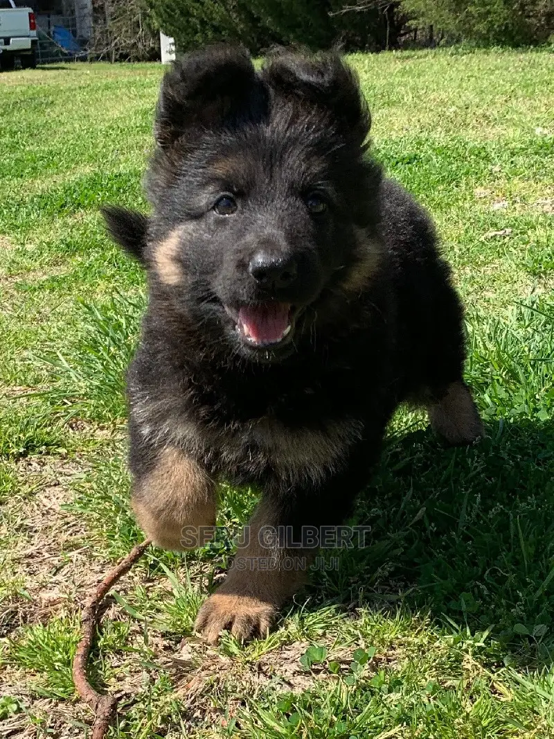 3-6 months Male Purebred German Shepherd