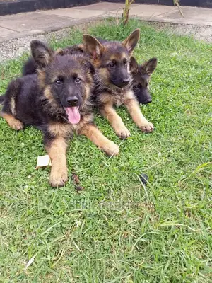 3-6 months Male Purebred German Shepherd