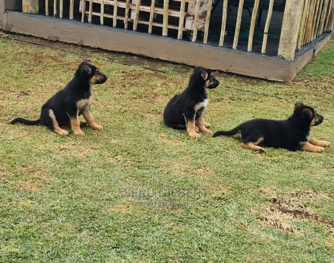 3-6 months Male Purebred German Shepherd