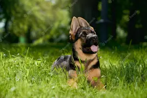 1-3 months Male Purebred German Shepherd