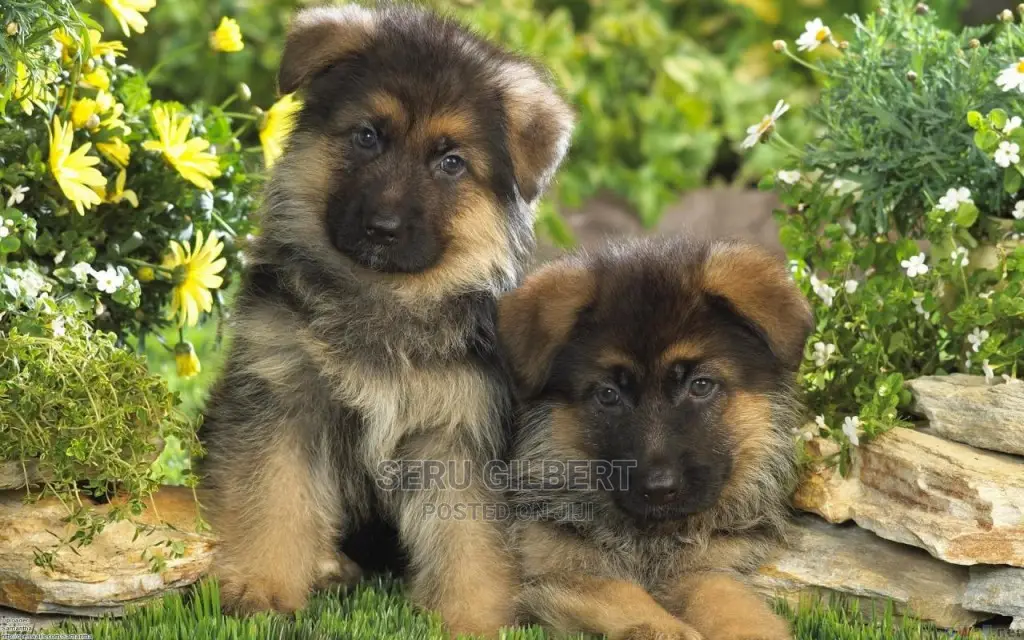 3-6 months Male Purebred German Shepherd