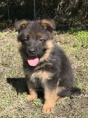 1-3 months Male Purebred German Shepherd