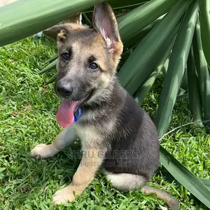 0-1 month Male Purebred German Shepherd