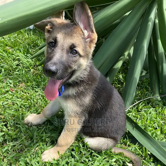 0-1 month Male Purebred German Shepherd