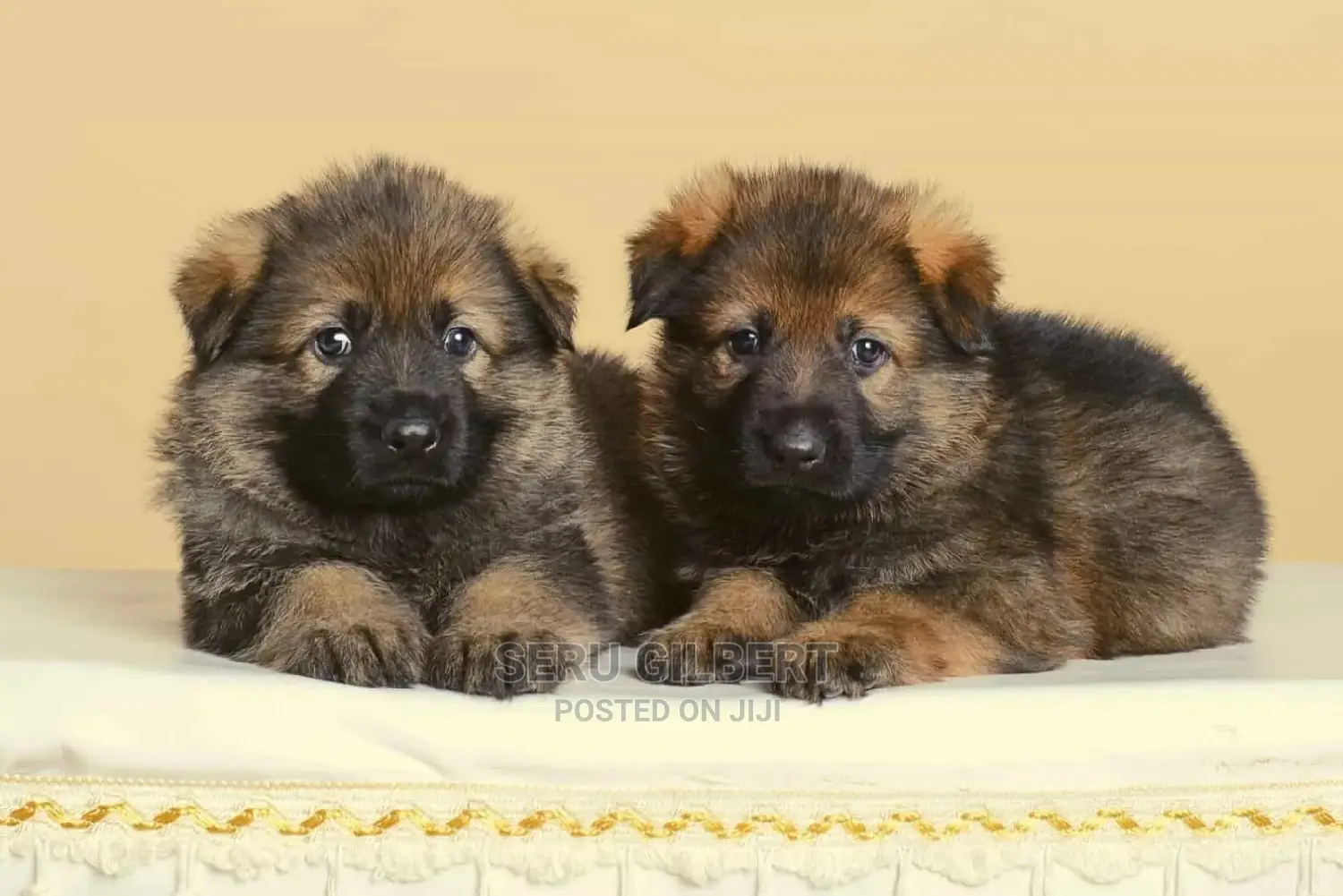 1-3 months Male Purebred German Shepherd