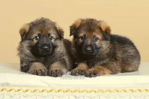 1-3 months Male Purebred German Shepherd