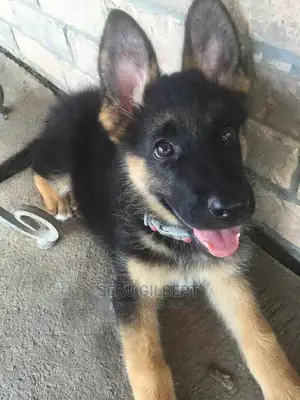 1-3 months Female Purebred German Shepherd
