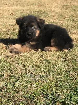 1-3 months Male Purebred German Shepherd