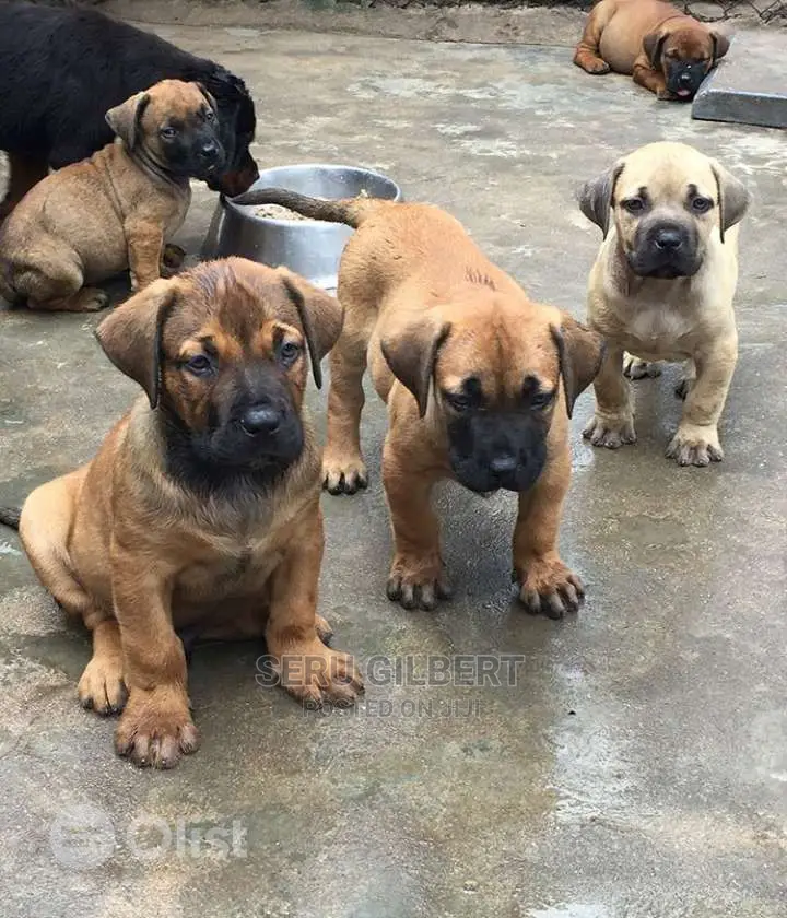 1-3 months Male Purebred Boerboel