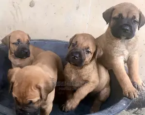 3-6 months Female Purebred Boerboel