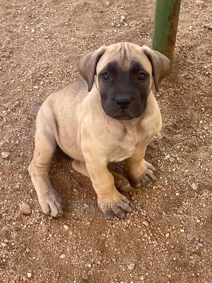 3-6 months Female Purebred Boerboel