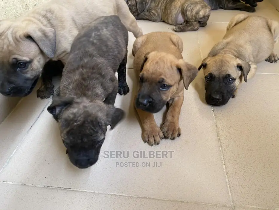 1-3 months Female Purebred Boerboel