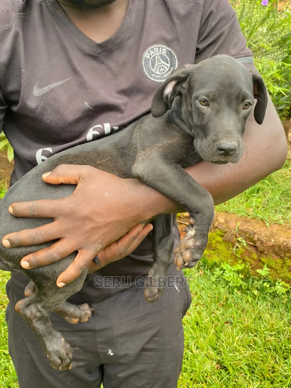 1-3 months Male Purebred Boerboel