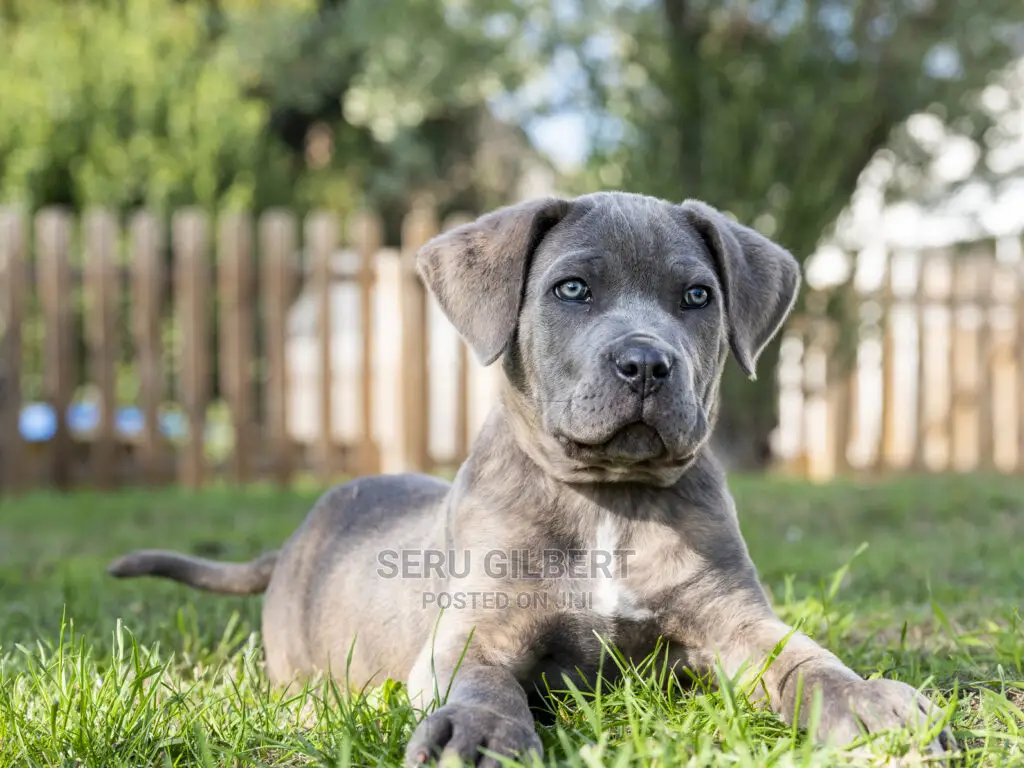 3-6 months Male Purebred Cane Corso
