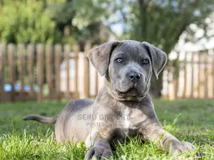 3-6 months Male Purebred Cane Corso
