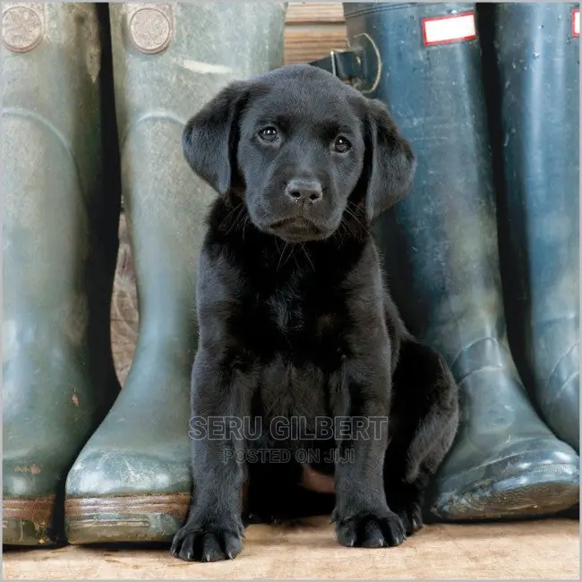 1-3 months Male Purebred Labrador Retriever
