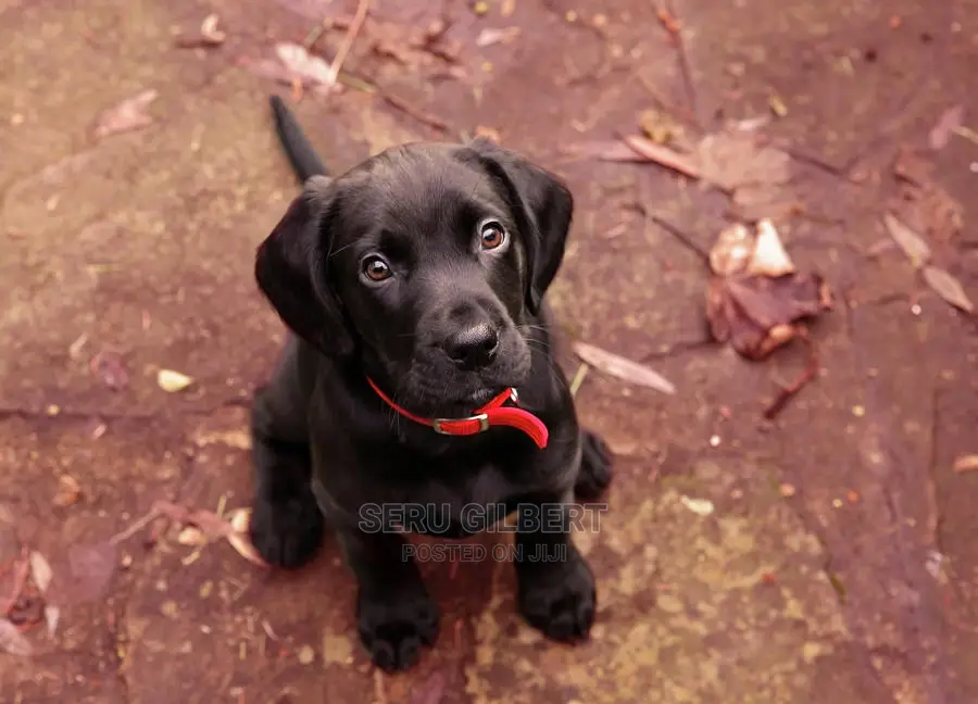 1-3 months Male Purebred Labrador Retriever