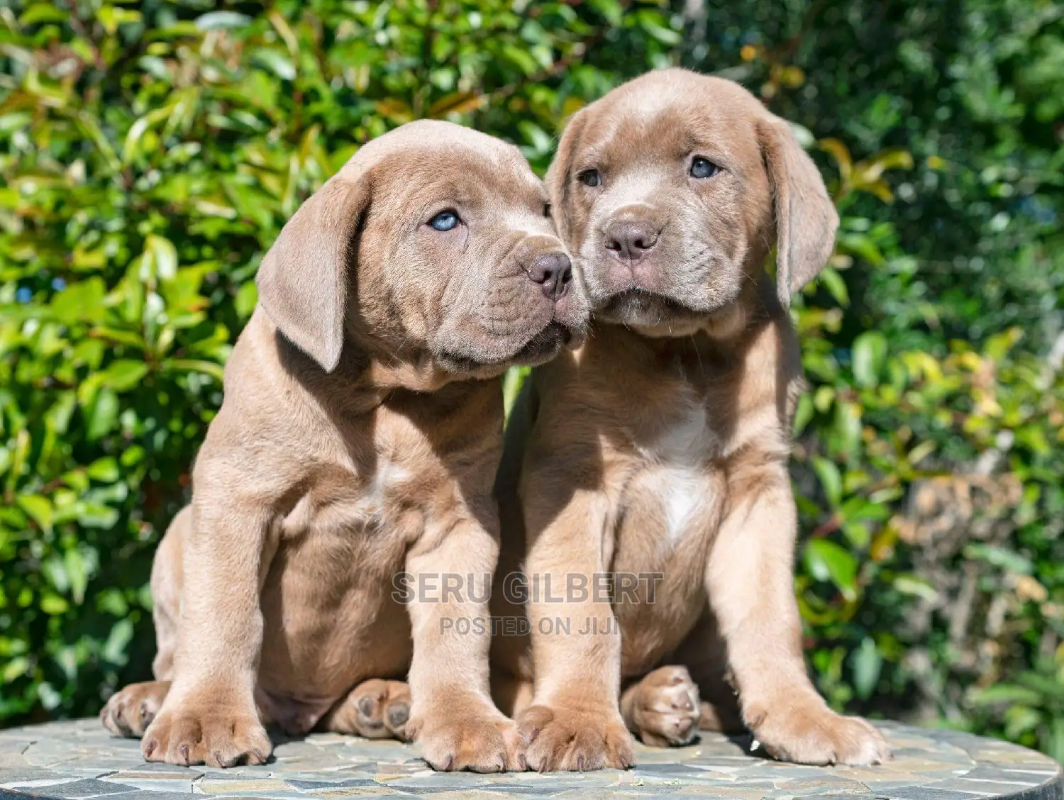 1-3 months Male Purebred Cane Corso