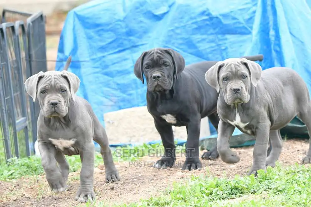 6-12 months Male Purebred Cane Corso