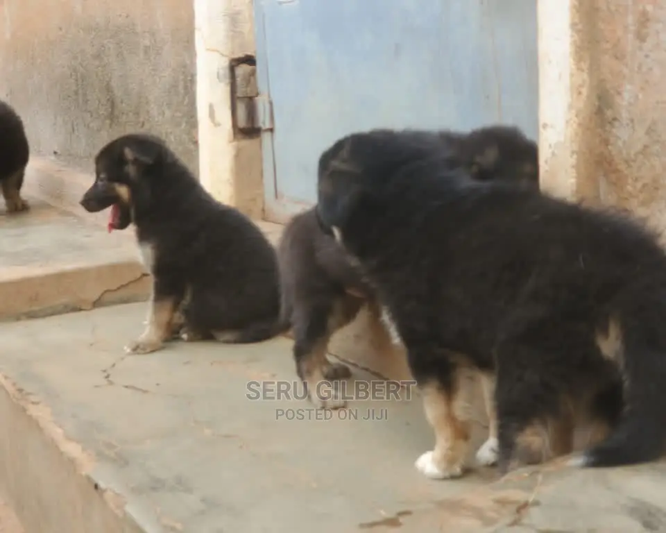 0-1 month Male Purebred German Shepherd