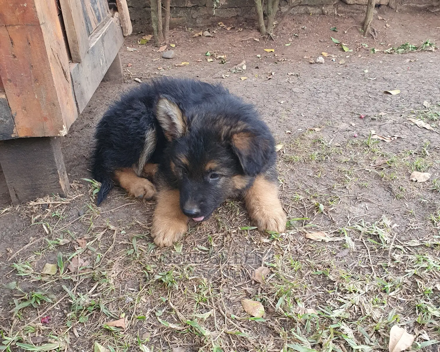 1-3 months Male Purebred German Shepherd