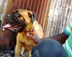 1-3 months Male Purebred Bullmastiff