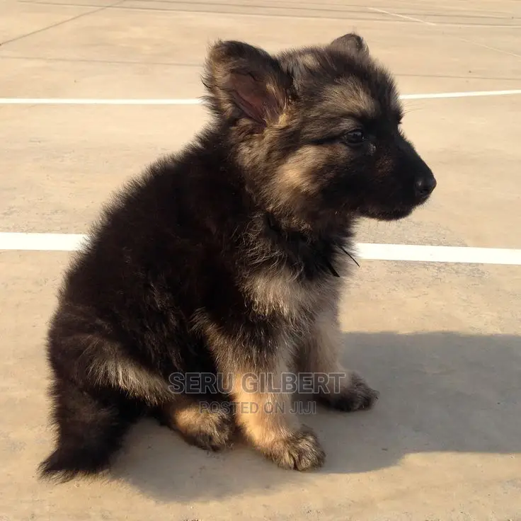 3-6 months Male Purebred German Shepherd