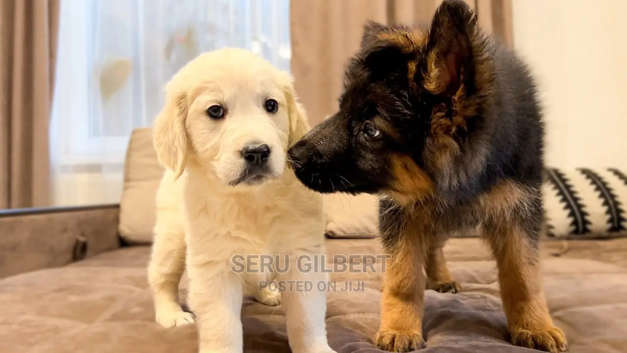 1-3 months Male Purebred Golden Retriever