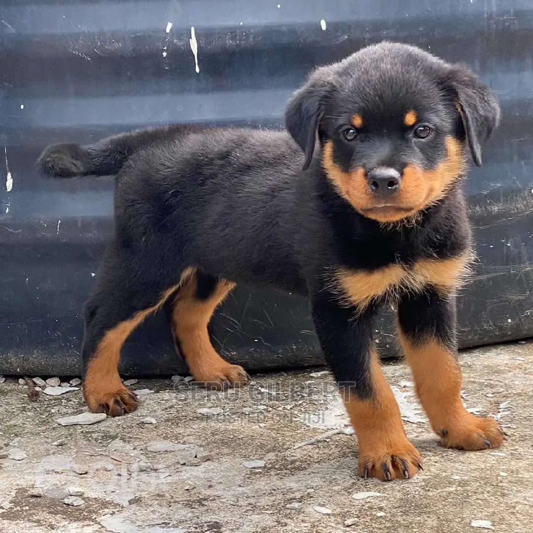 3-6 months Male Purebred Rottweiler