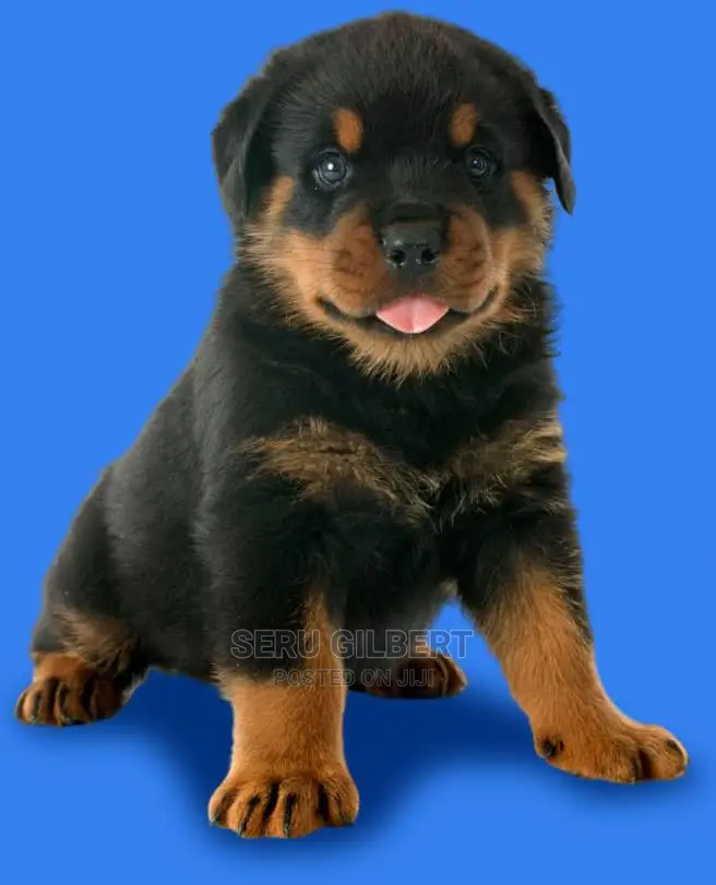 3-6 months Male Purebred Rottweiler
