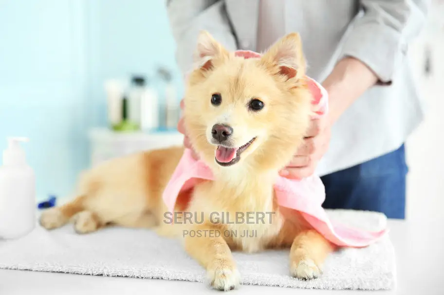 Grooming Dog  