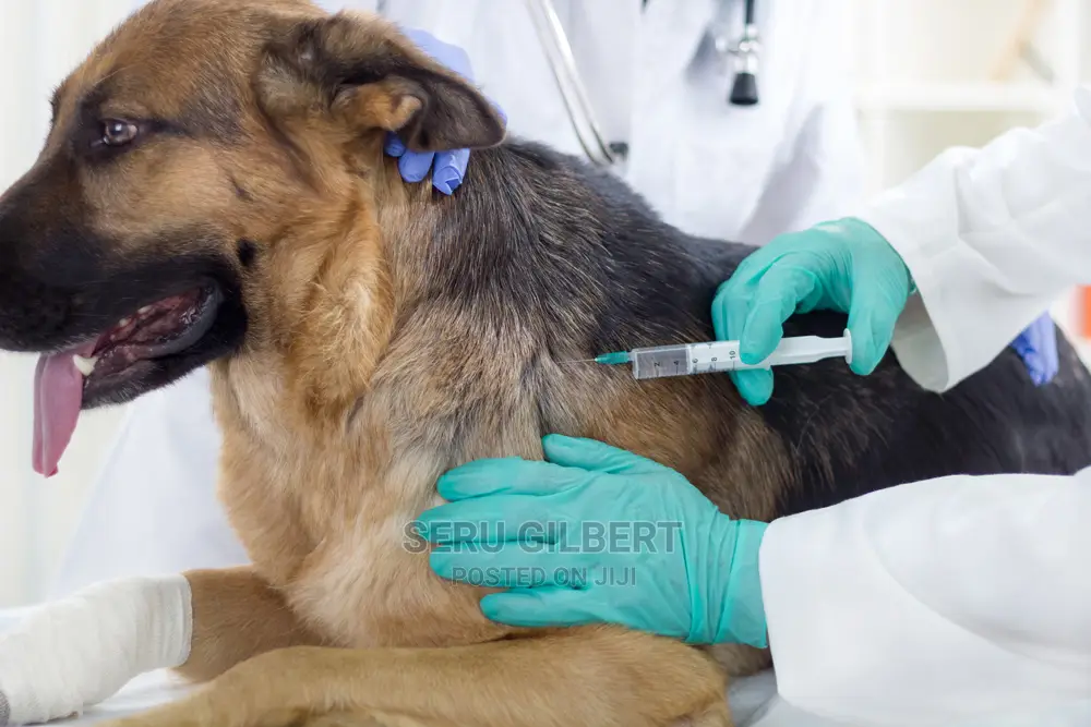 Vet Service