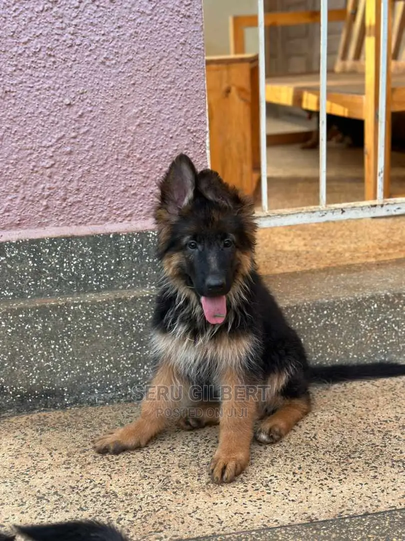 3-6 months Male Purebred German Shepherd