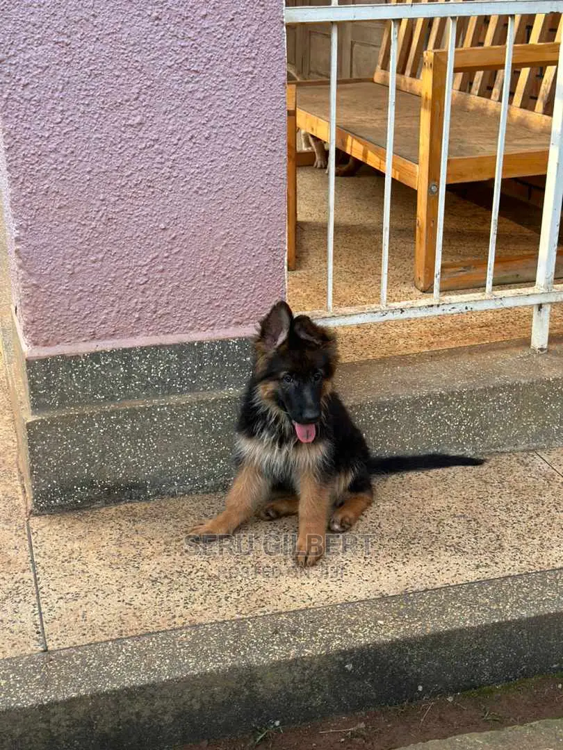 0-1 month Female Purebred German Shepherd