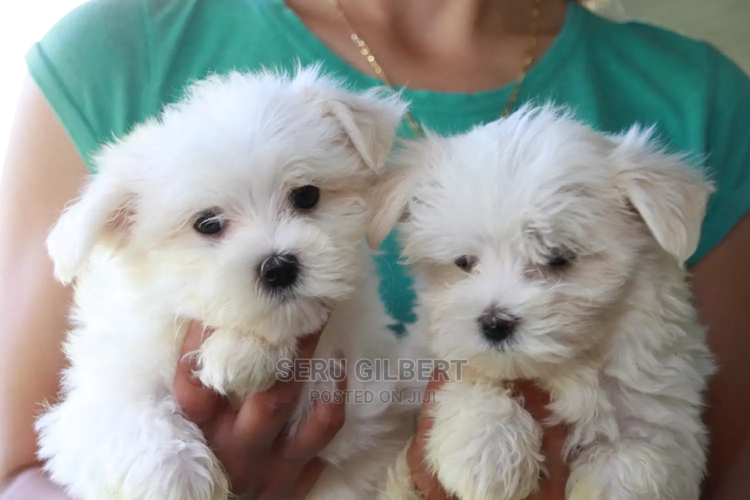 1-3 months Male Purebred Maltese