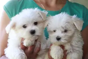 Photo - 1-3 months Male Purebred Maltese