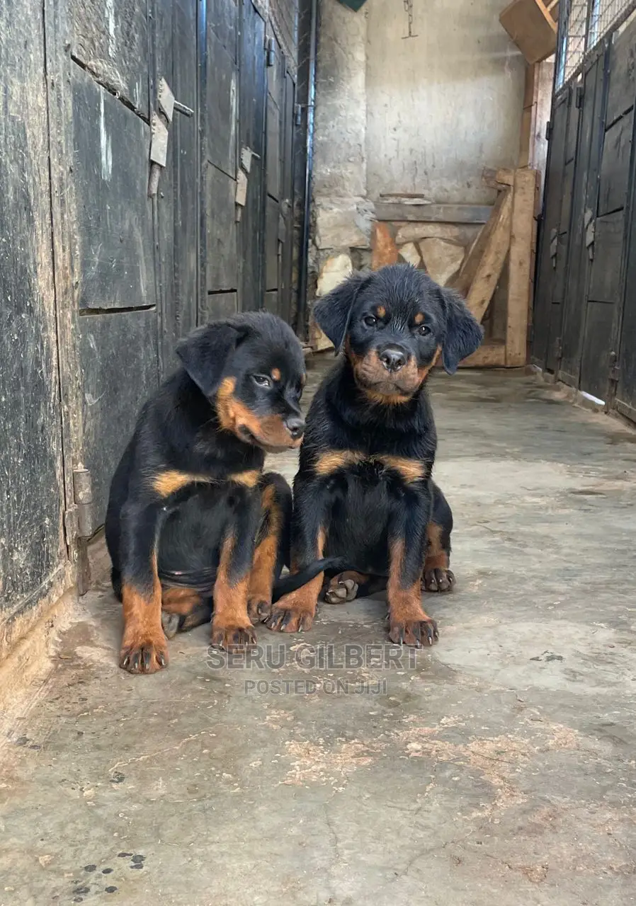1-3 months Male Purebred Rottweiler